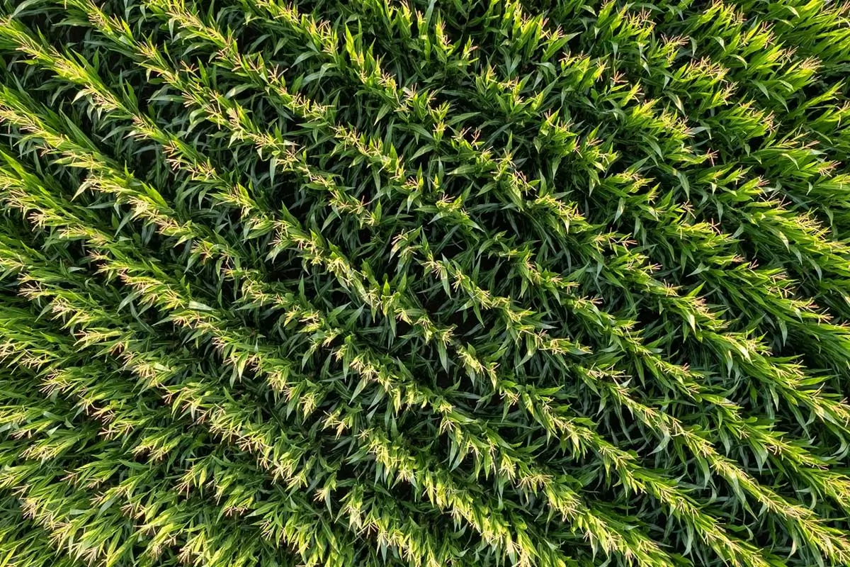 What Makes LaSalle Agri Fertilizer Better than Synthetic Fertilizers?